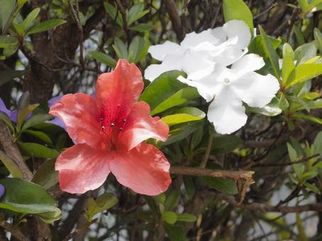 Azalea, JPG