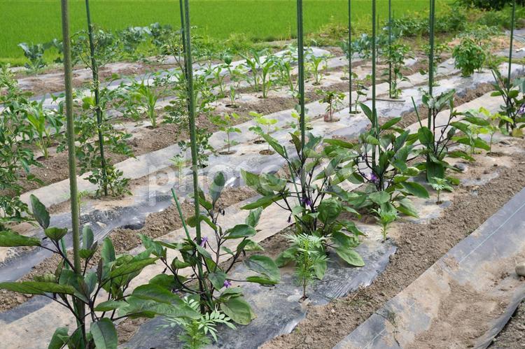 防草シートを敷いた畝間02 防草シート,畑,家庭菜園の写真素材