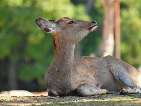 寝そべる鹿 哺乳類,草食動物,奈良県奈良市の写真素材