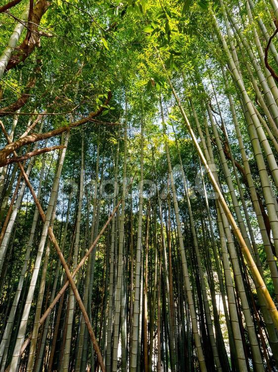 山の中の竹林 竹林,竹,山の写真素材