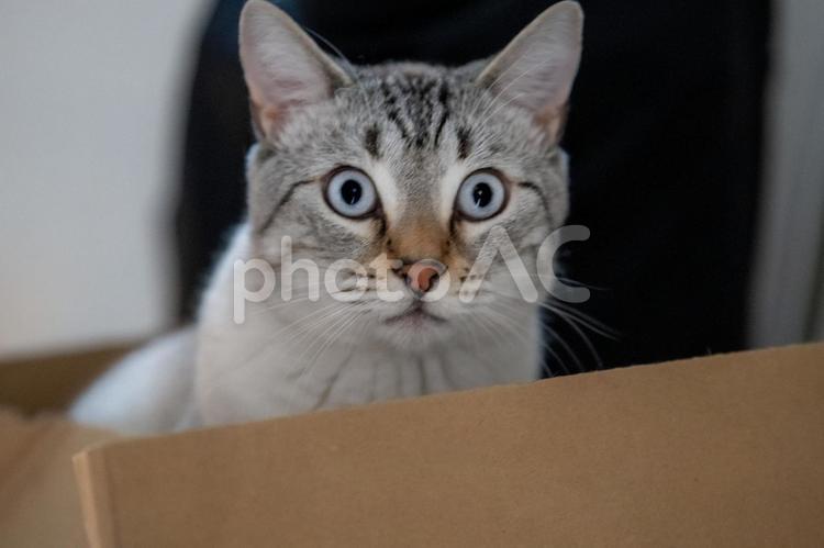 段ボール箱から見つめる青い目のサバトラ猫 猫,サバトラ,グレーの写真素材
