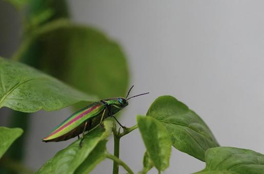 葉に佇む七色の光彩、タマムシ 葉に佇む七色の光彩、タマムシ タマムシ,昆虫,虫の写真素材