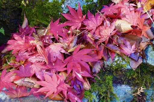 庭石の上の鮮やかな紅葉 庭石の上の鮮やかな紅葉 紅葉,落葉,赤の写真素材