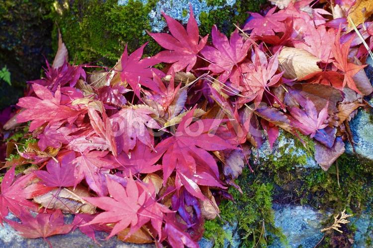 庭石の上の鮮やかな紅葉	 紅葉,落葉,赤の写真素材
