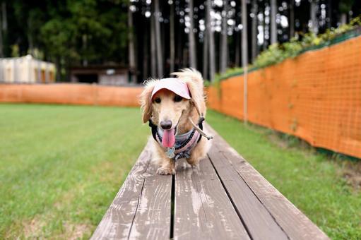 アジリティーをする犬 アジリティーをする犬の写真