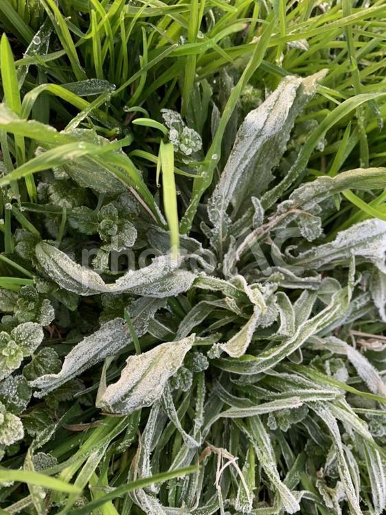 霜がついた雑草 霜,雑草,冬の写真素材