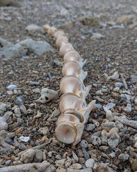 生命の痕跡 海,砂浜,骨の写真素材