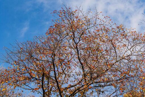 公園の紅葉風景 秋,冬,11月の写真素材