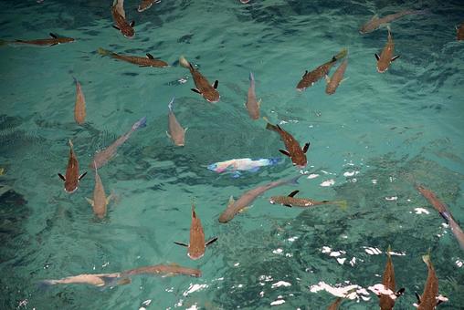 タヒチ ボラボラ島162 ボラ タヒチ ボラボラ島162 ボラの写真