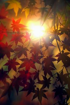 描いたような紅葉 2 描いたような紅葉 2の写真