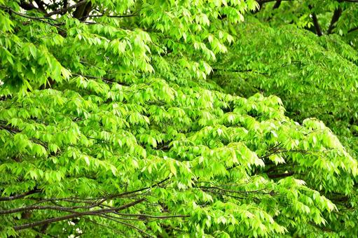 緑の森の公園 緑の森の公園の写真