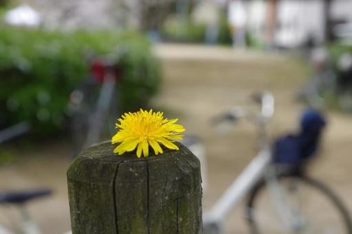 春の公園たんぽぽと自転車 春の公園たんぽぽと自転車の写真