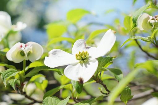 Dogwood basking in the sun, JPG