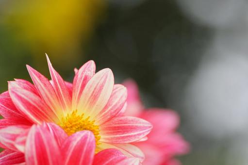 蜻蛉池公園のダリア ダリア,秋,11月の写真素材