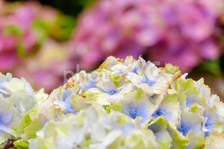 淡彩に彩られた紫陽花の競演 紫陽花,花,花びらの写真素材