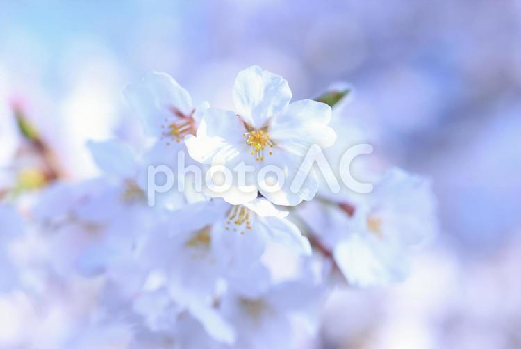 さくら　桜 桜,さくら,サクラの写真素材