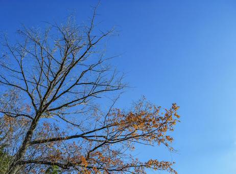 青空と冬の木々 青空と冬の木々 青空,樹木,冬イメージの写真素材