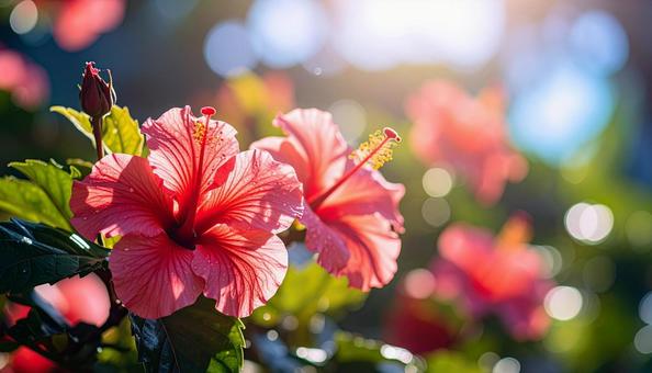 ハイビスカスの赤い花 ハイビスカスの赤い花の写真