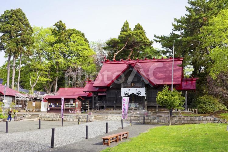 松前神社と桜 松前神社,桜,神社の写真素材