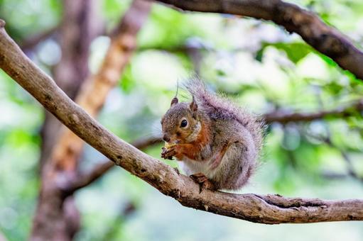ニホンリス 井の頭動物園 ニホンリス 井の頭動物園 ニホンリス,リス,動物の写真素材