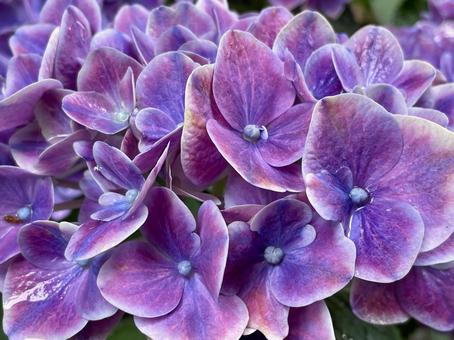 雨に濡れた紫色のあじさい 雨に濡れた紫色のあじさい 紫陽花,パープル,紫色の写真素材