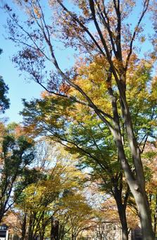 <東京都>上野公園(紅葉) <東京都>上野公園(紅葉) 上野,上野公園,上野恩賜公園の写真素材