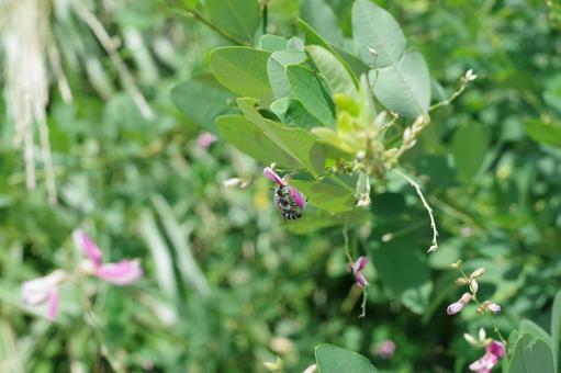ハギの花とアオスジハナバチ ハギの花とアオスジハナバチの写真
