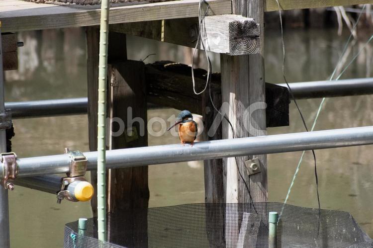 湖面の小魚を狙うカワセミ カワセミ,翡翠,鳥の写真素材