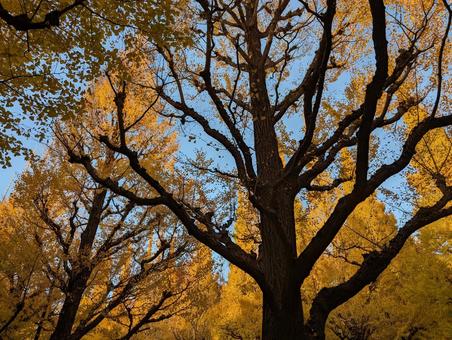 銀杏並木２ 銀杏,いちょう,並木道の写真素材