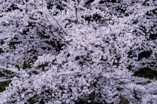 満開の桜 満開の桜の写真