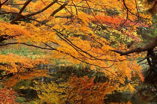 北海道庁前庭池の黄葉１ 黄葉,紅葉,秋模様の写真素材