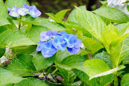 あじさい あじさいの写真