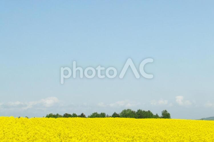 黄色く染まった北国の絶景 菜の花畑,旅行,夏の写真素材