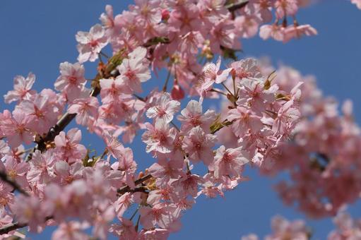Kawazu cherry blossoms, JPG