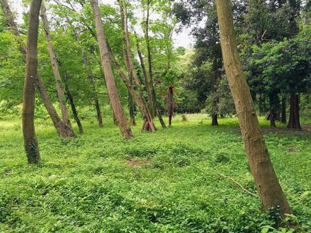 新緑の雑木林と緑豊かな風景 新緑,森林,雑木林の写真素材