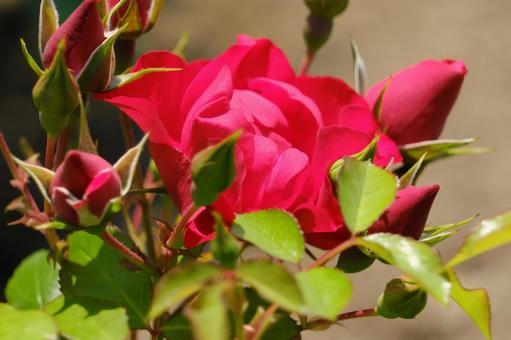 真っ赤な薔薇 真っ赤な薔薇の写真