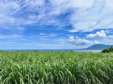 サトウキビ畑の広がる島の風景 サトウキビ畑の広がる島の風景の写真