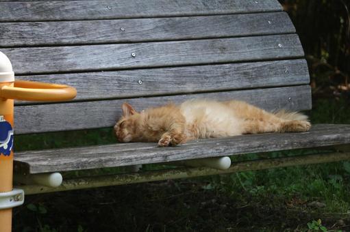 Brown tabby stray cat, JPG
