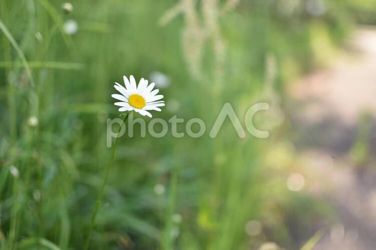 ヒナギクの白い花（人物なし） ヒナギク,雛菊,ひな菊の写真素材
