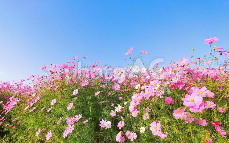 満開のコスモス畑と青空 コスモス,花,秋の写真素材