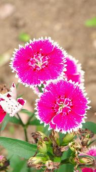 ナデシコの花(テルスター) ナデシコの花(テルスター)の写真