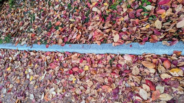道沿いに散り積もった色とりどりの落ち葉 落ち葉,紅葉,秋の写真素材