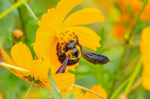 コスモスとクマバチ⒁ コスモスとクマバチ⒁ 花,コスモス,蜂の写真素材