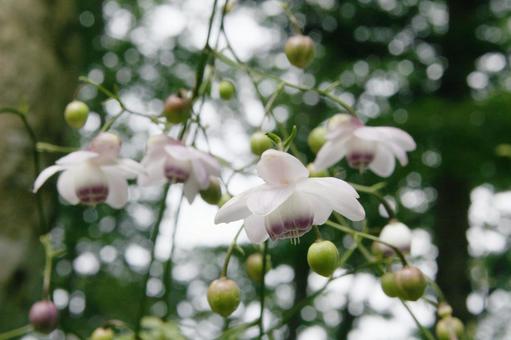 レンゲショウマ・蓮華升麻 レンゲショウマ・蓮華升麻の写真