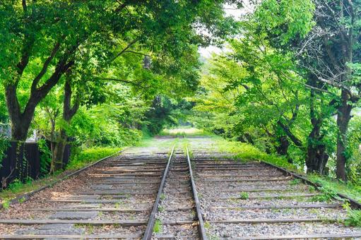 Fresh greenery on the Keage Incline, JPG Fresh greenery on the Keage Incline, JPG