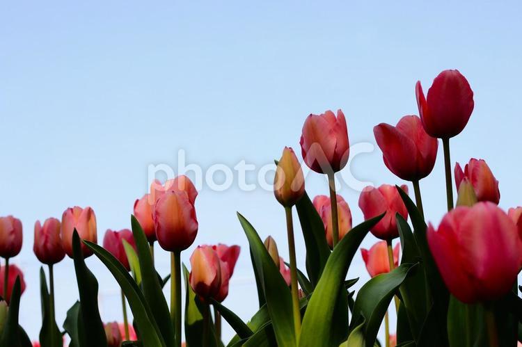 エモいチューリップの青空背景フリー無料 チューリップ,春,青空の写真素材