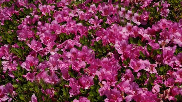 Photo, azalea, wander, flower, 