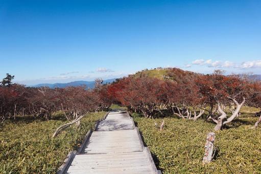 木の階段 木の階段 登山道,木,階段の写真素材