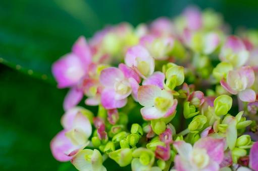 紫陽花7 紫陽花7の写真