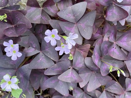 ムラサキカタバミの花。 オキザリス・トライアングラリス,ムラサキカタバミ,自然の写真素材